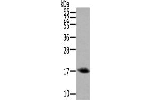 Western Blotting (WB) image for anti-Orexin (OX) antibody (ABIN5957320) (Orexin Antikörper)