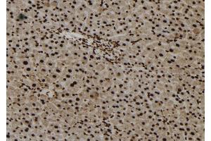 ABIN6273245 at 1/100 staining Mouse liver tissue by IHC-P. (Foxo6 Antikörper)