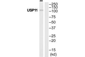 Western Blotting (WB) image for anti-Ubiquitin Specific Peptidase 11 (USP11) (Internal Region) antibody (ABIN1852326)