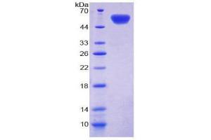 SDS-PAGE (SDS) image for Cadherin 11 (CDH11) (AA 374-595) protein (His tag,GST tag) (ABIN1980898)