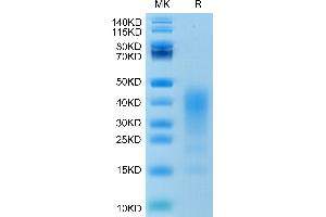 Human IL-13 on Tris-Bis PAGE under reduced condition. (IL-13 Protein (AA 21-132) (His-Avi Tag))