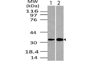 Image no. 1 for anti-DNA-Damage Regulated Autophagy Modulator 1 (DRAM1) (AA 1-230) antibody (ABIN5027168) (DRAM Antikörper  (AA 1-230))