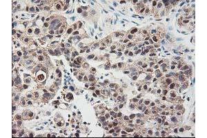 Image no. 12 for anti-NIF3 NGG1 Interacting Factor 3-Like 1 (NIF3L1) antibody (ABIN1496615) (NIF3L1 Antikörper)