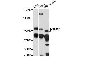 Western blot analysis of extracts of various cell lines, using TNPO1 antibody (ABIN6294176) at 1:1000 dilution. (Transportin 1 Antikörper)