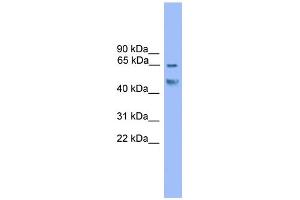 WB Suggested Anti-Runx2 Antibody Titration:  0.