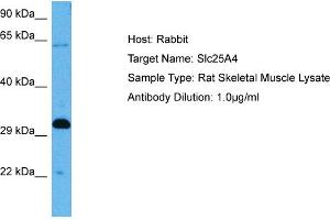 Western Blotting (WB) image for anti-Solute Carrier Family 25 (Mitochondrial Carrier, Adenine Nucleotide Translocator), Member 4 (SLC25A4) (N-Term) antibody (ABIN2781568)