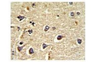 IHC analysis of FFPE human brain tissue stained with CD166 antibody (CD166 Antikörper  (AA 58-87))