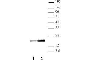 Histone H3K9ac antibody (mAb) (Clone 2G1F9) tested by Western blot. (Histone 3 Antikörper  (acLys9))