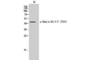Western Blotting (WB) image for anti-Ephrin B1/B2/B3 (pTyr324) antibody (ABIN3182691) (Ephrin B1/B2/B3 (pTyr324) Antikörper)