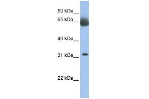 C11ORF54 antibody used at 1 ug/ml to detect target protein.
