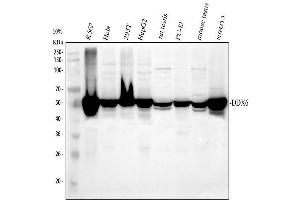 Western blot analysis of DDX6 using anti-DDX6 antibody (ABIN7602044).