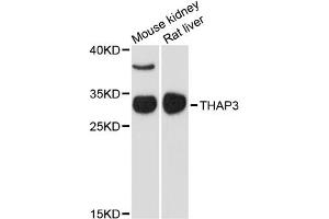Western blot analysis of extracts of various cell lines, using THAP3 antibody. (THAP3 Antikörper)