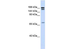 WB Suggested Anti-CUX2 Antibody Titration:  0. (CUX2 Antikörper  (N-Term))