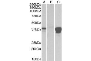 HEK293 lysate (10ug protein in RIPA buffer) overexpressing Human POU2AF1 with DYKDDDDK tag probed with ABIN768554 (0.