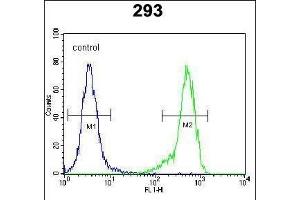 C4orf31 Antibody (N-term) (ABIN651996 and ABIN2840488) flow cytometric analysis of 293 cells (right histogram) compared to a negative control cell (left histogram).