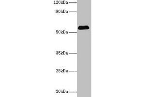 Western blot All lanes: SUOX antibody at 2 μg/mL + Rat liver tissue Secondary Goat polyclonal to rabbit IgG at 1/15000 dilution Predicted band size: 61 kDa Observed band size: 61 kDa (SUOX Antikörper  (AA 80-545))