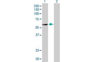 Western Blot analysis of GDF10 expression in transfected 293T cell line by GDF10 MaxPab polyclonal antibody.