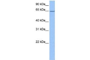 Western Blot showing NOL5A antibody used at a concentration of 1-2 ug/ml to detect its target protein.
