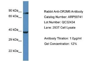 Western Blotting (WB) image for anti-Olfactory Receptor, Family 2, Subfamily M, Member 5 (OR2M5) (C-Term) antibody (ABIN2788189)