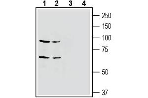 Western blot analysis of mouse brain membranes (lanes 1 and 3) and rat brain membranes (lanes 2 and 4): - 1-2. (EPH Receptor A4 Antikörper  (Extracellular, N-Term))