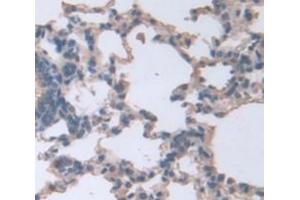 IHC-P analysis of Rat Tissue, with DAB staining. (Connexin 31 Antikörper  (AA 210-270))