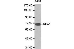 Western blot analysis of A431 cell lysate using RPA1 antibody.