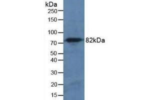 Detection of CAPN1 in Mouse Pancreas Tissue using Polyclonal Antibody to Calpain 1 (CAPN1) (CAPN1 Antikörper  (AA 75-343))