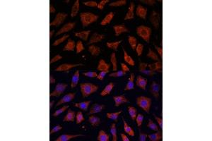 Immunofluorescence analysis of L929 cells using PDE6G antibody (ABIN7269304) at dilution of 1:100. (PDE6G Antikörper  (AA 1-87))