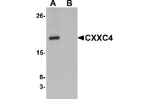 Western Blotting (WB) image for anti-CXXC Finger Protein 4 (CXXC4) (N-Term) antibody (ABIN1031338) (CXXC4 Antikörper  (N-Term))