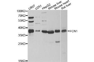 Western blot analysis of extracts of various cell lines, using FCN1 antibody. (FCN1 Antikörper)