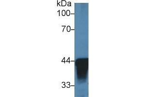 ADH1 Antikörper  (AA 25-228)