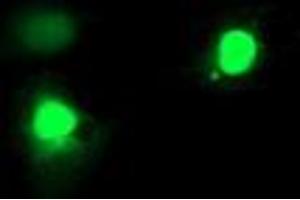 Anti-EXOSC7 mouse monoclonal antibody (ABIN2455506) immunofluorescent staining of COS7 cells transiently transfected by pCMV6-ENTRY EXOSC7 (RC201419). (EXOSC7 Antikörper)
