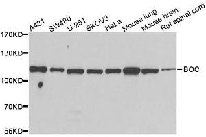 Western blot analysis of extracts of various cell lines, using BOC antibody. (BOC Antikörper  (AA 1-125))