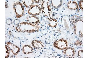 Immunohistochemical staining of paraffin-embedded Human Kidney tissue using anti-MIOX mouse monoclonal antibody. (MIOX Antikörper)