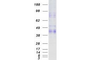 Validation with Western Blot (Asialoglycoprotein Receptor 2 Protein (ASGR2) (Transcript Variant 3) (Myc-DYKDDDDK Tag))