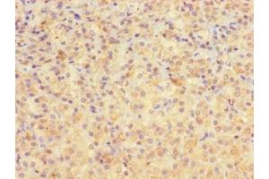 Immunohistochemistry of paraffin-embedded human adrenal gland tissue using ABIN7167887 at dilution of 1:100 (MEST Antikörper  (AA 1-325))