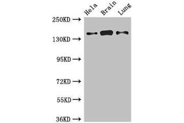 SULF2 Antikörper  (AA 463-660)