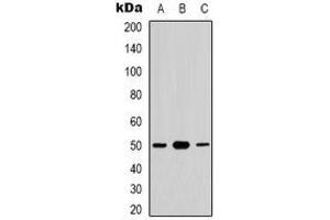 Western blot analysis of CDC37 (pS13) expression in HuvEc (A), K562 (B), NIH3T3 (C) whole cell lysates. (CDC37 Antikörper  (N-Term, pSer13))