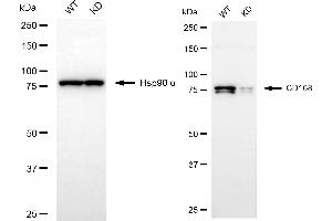 Western blotting analysis using CD168 antibody (ABIN7799009). (Rekombinanter HMMR Antikörper)