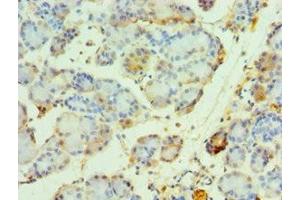 Immunohistochemistry of paraffin-embedded human pancreatic tissue using ABIN7161860 at dilution of 1:100 (NCOA4 Antikörper  (AA 1-280))