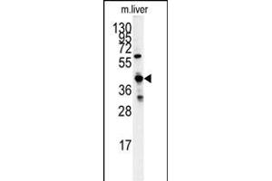 Western blot analysis of GCAT antibody (Center) (ABIN391717 and ABIN2841608) in mouse liver tissue lysates (35 μg/lane). (GCAT Antikörper  (AA 155-181))