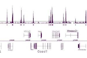 Histone H3 dimethyl Lys4 antibody tested by ChIP-Seq.