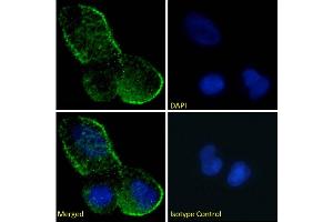 Immunofluorescence (IF) image for anti-TNF Receptor Superfamily, Member 6 (FAS) antibody (ABIN7072409)