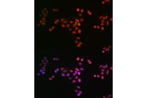Immunofluorescence analysis of HeLa cells using DROSHA antibody (ABIN7266845).
