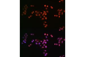 Immunofluorescence analysis of HeLa cells using DROSHA antibody (ABIN7266845). (DROSHA Antikörper)