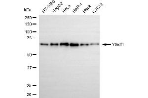 Western blotting analysis using Ythdf1 antibody (ABIN7800885). (Rekombinanter YTHDF1 Antikörper)