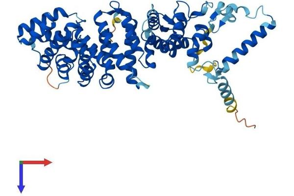 RIC8A Protein (AA 1-531) (His tag)