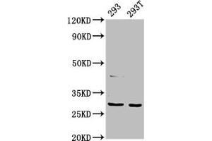 Western Blot Positive WB detected in: 293 whole cell lysate, 293T whole cell lysate All lanes: AANAT antibody at 7. (AANAT Antikörper  (AA 1-207))