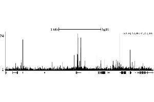 ChIP DNA-Sequencing (ChIP-seq) image for anti-Chromodomain Helicase DNA Binding Protein 1 (CHD1) (AA 1660-1710) antibody (ABIN7449155)