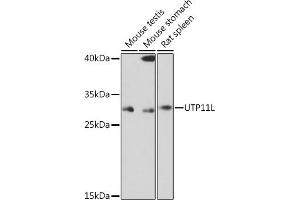 Western blot analysis of extracts of various cell lines, using UTP11L Rabbit pAb (ABIN7271237) at 1:1000 dilution. (UTP11L Antikörper)